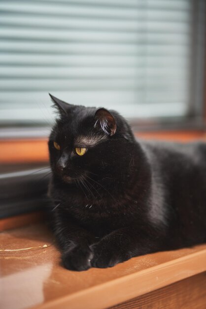 Closeup portrait of a gorgeous domestic pet A black cat sits on a window sill