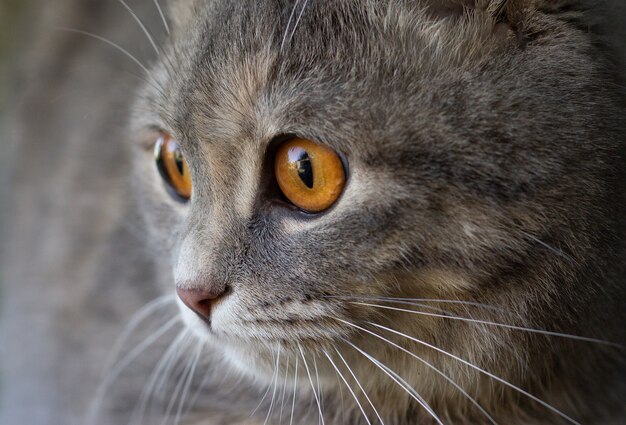 Photo closeup portrait of a grey scottish fold cat with the big yellow eyes