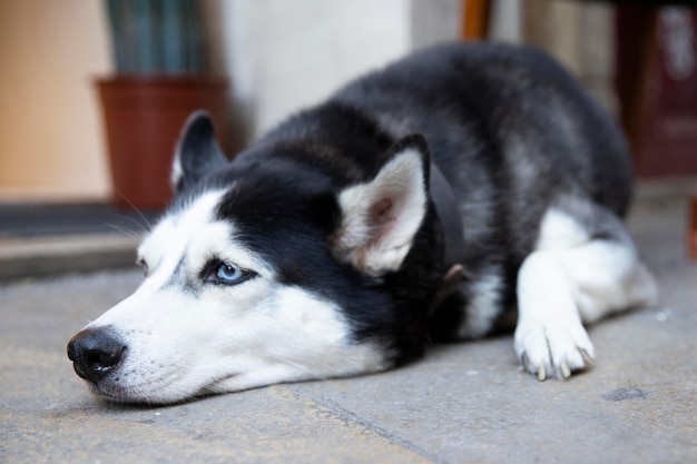 Closeup portrait of a husky Pedigree dog