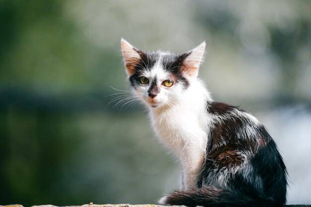 Closeup portrait of innocent beautiful newborn little homeless urban kitty sitting on roadside in summer sunny day . Domestic animal outdoor at nature. Pet face. Furry cat