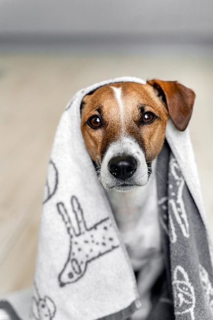 Closeup portrait of a jack russell dog in a white towel in the bathroom pet care concept