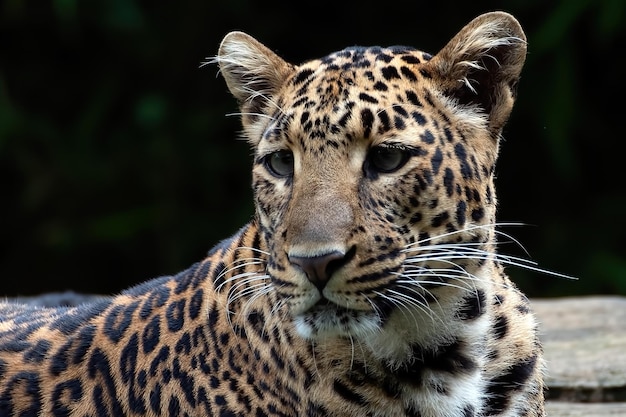 Closeup portrait of Javan leopard