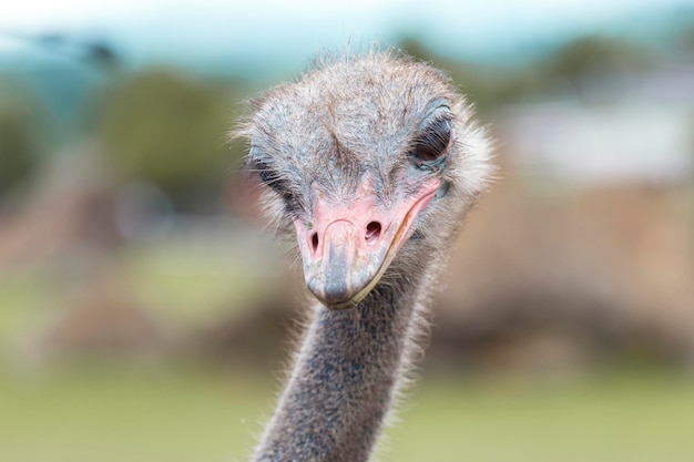 Closeup portrait of an ostrich