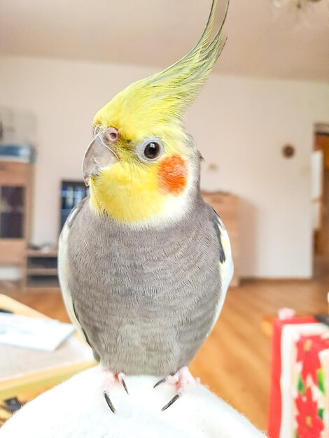 Photo closeup portrait of a parrot a yellowgray cockatiel sitting on a lap pets