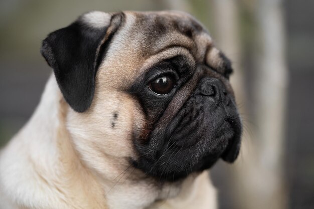 Photo closeup portrait of a pug dog's face on the street