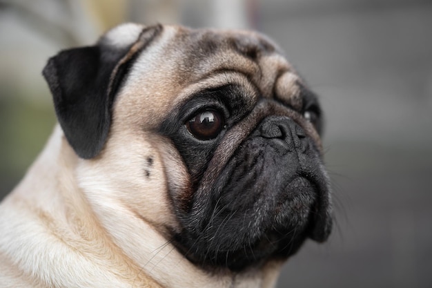 Photo closeup portrait of a pug dogs face on the street