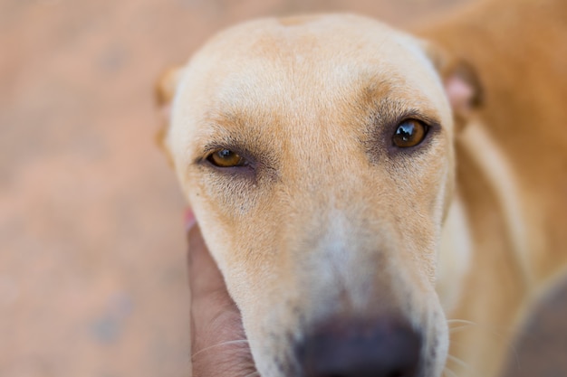 Closeup portrait of red dog