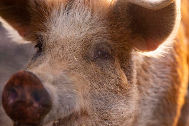 Closeup portrait of a red pig