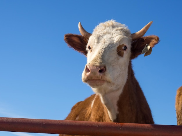 A closeup portrait of a redhaired farm cow with a white spot on its face and kind intelligent eyes A cow stands in the spring in a farmer's paddock a copy of the space