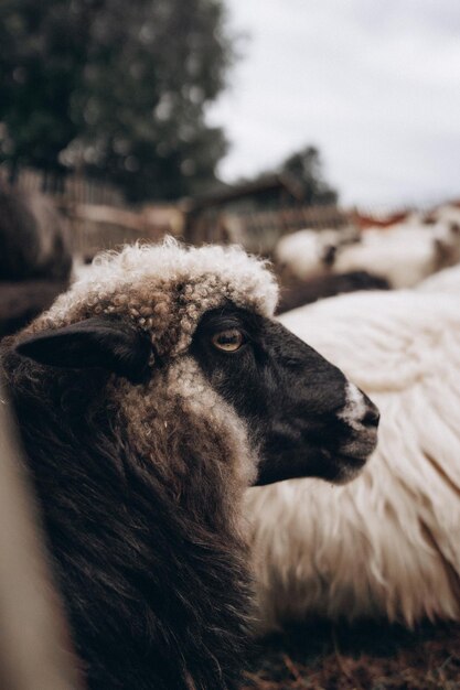 Photo closeup portrait of a sheep in a rural setting