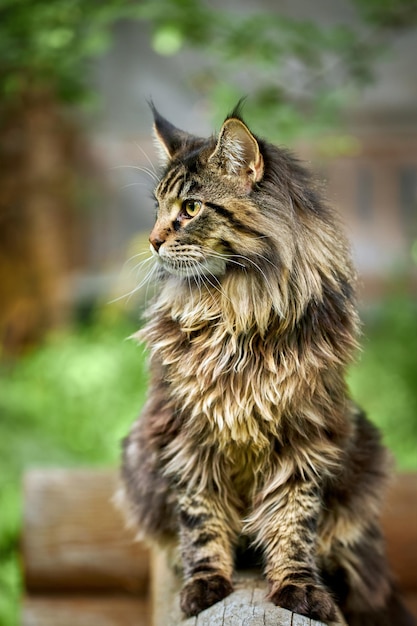 Closeup portrait of a striped domestic maine coon cat sitting on a log Image for veterinary clinics sites about cats for cat food