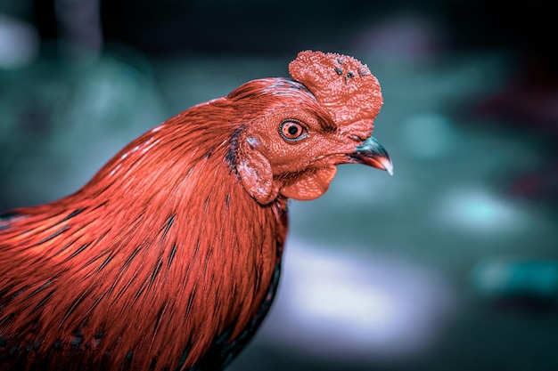 closeup portrait of strong adult rooster