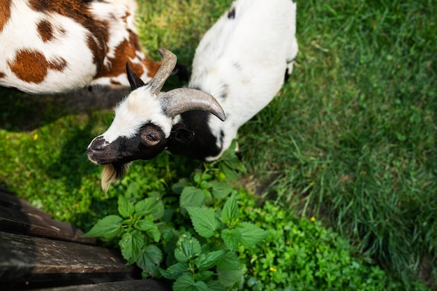 Closeup portrait of a surprised funny black and white goat Petting zoo feed the goat