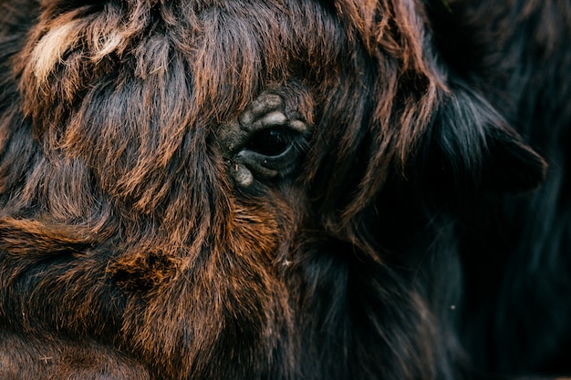 Closeup portrait of tibetian yak