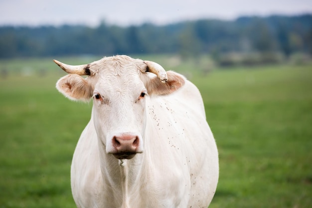 Photo a closeup portrait of a white cow with a single horn standing in a grassy field