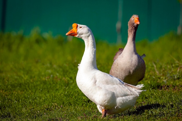 Closeup portrait of a white gander