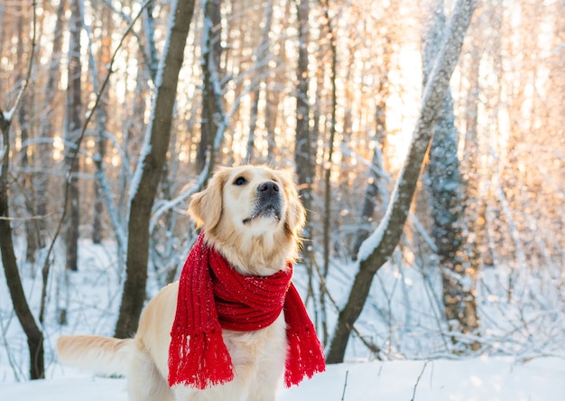 Closeup portrait of white retriever dog