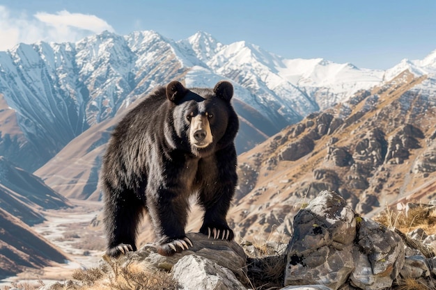 Closeup portrait of a whiteclawed Tian Shan bear in its natural habitat