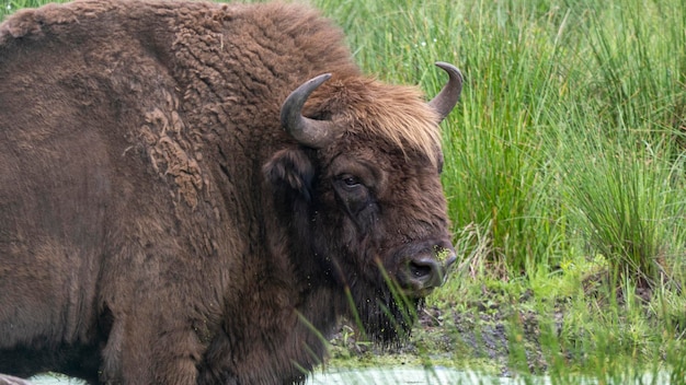 Closeup portrait of wild bison seen from the side