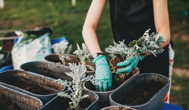 Closeup portrait of womans hands in gloves puts the plant in the soil home gardening concept