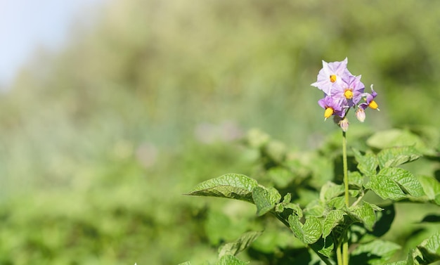 Closeup of potato blossoms and potato fields