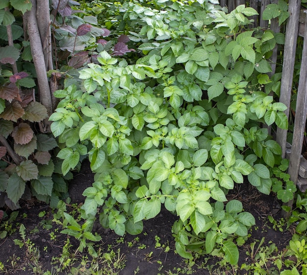 Closeup of potato growing in the backyard of an ecofarm a young green potato bush against the background of the ground Potato tops in the garden