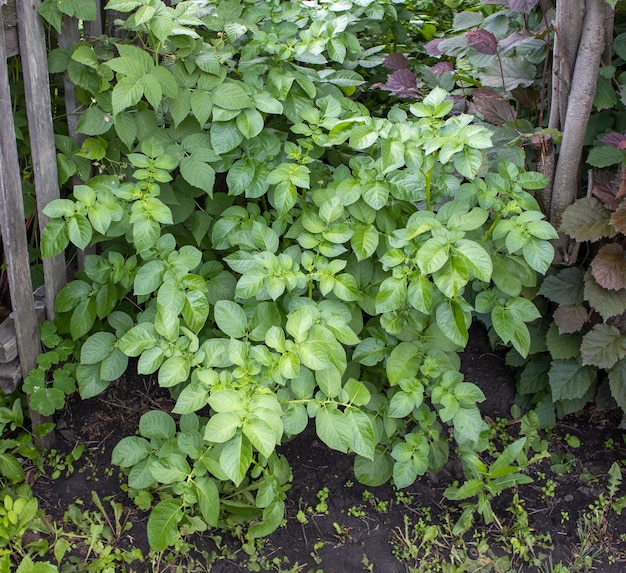 Closeup of potato growing in the backyard of an ecofarm a young green potato bush against the background of the ground Potato tops in the garden