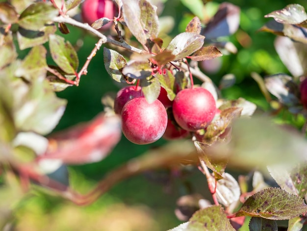 Closeup of Prunus cerasifera berries on a branch Selective focus