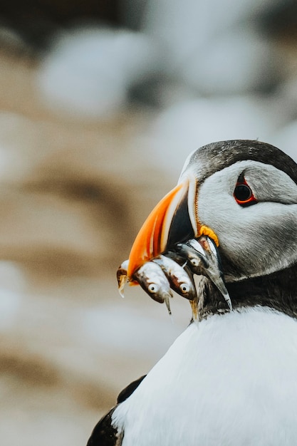 Closeup of a puffin with fish in its beak