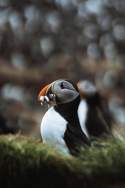 Closeup of a puffin with fish in its beak