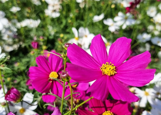 Closeup Purple Cosmos Sulphureus flower field