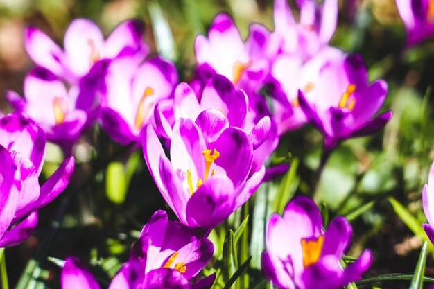 Photo closeup of purple crocuses in a botanical garden