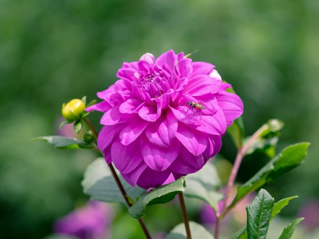 Closeup purple dahlia with bee in fresh green garden