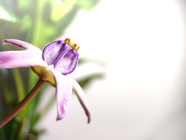 closeup of purple flower