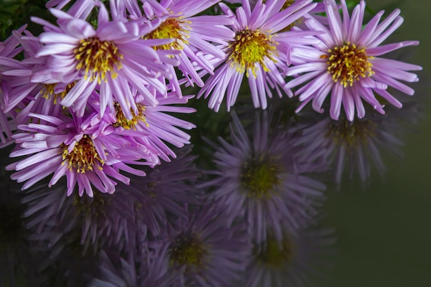 closeup of purple flowers on a dark background copy space