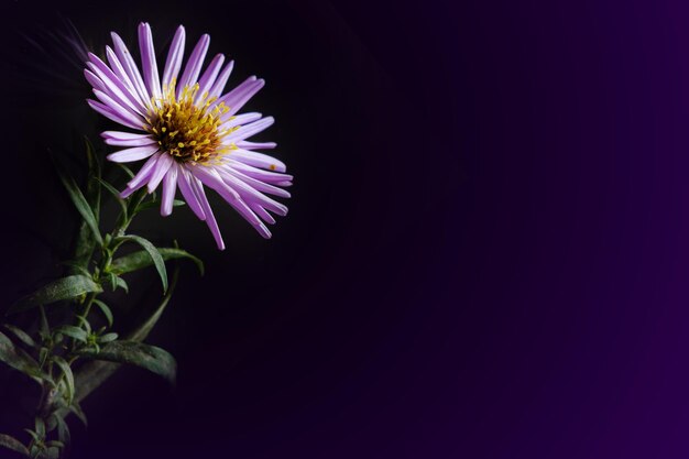 closeup of purple flowers on a dark background copy space