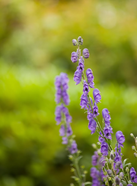 Closeup of purple Foxgloves blooming in its natural environment in summer Digitalis purpurea growing in a backyard garden in nature Beautiful flowering plants blossoming in a field in spring