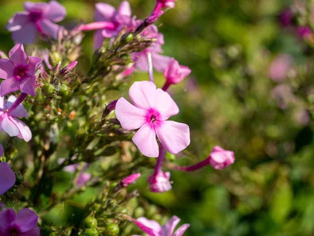 Closeup of the purple garden phlox flower in the rays of the daytime sun