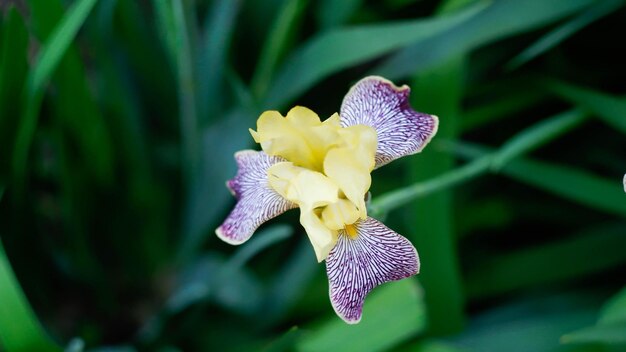 Closeup of Purple iris flower on a green background in the garden