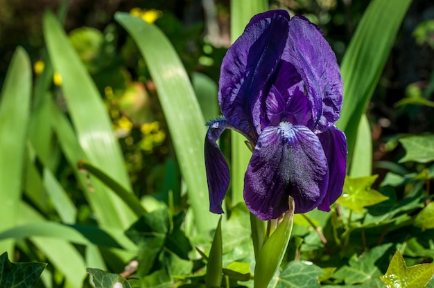 Closeup of purple iris flower