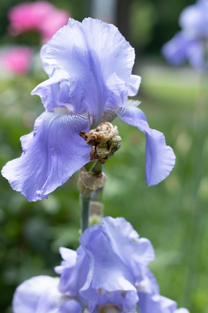 Closeup of a purple Iris