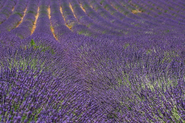 Closeup of purple lavender flowers. Field of lavender sunny day, lavender bushes in rows, purple