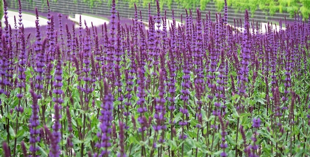 Closeup of purple lavender flowers with green leaves