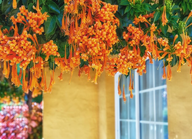 Closeup of pyrostegia venusta flowers blossoming blooming and hanging from a green tree Delicate fresh flamevine plants from Santa Cruz de La Palma Spain Vibrant tropical horticulture in backyard