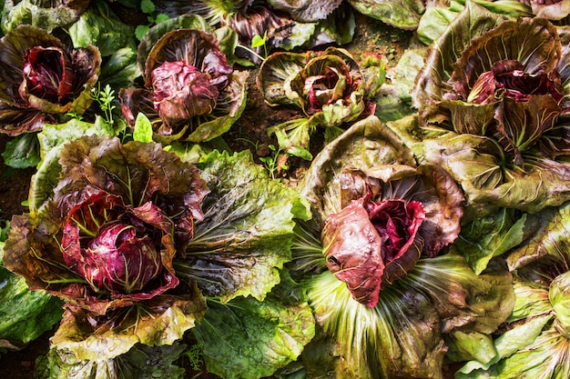 closeup of radicchio on field in garden