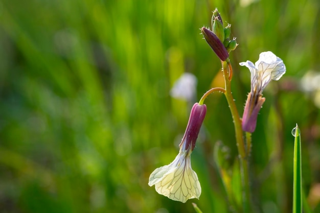 Closeup of radish flower raphanus sativus