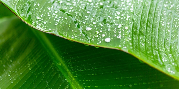 Closeup of raindrops on banana leaf background in rainy season Macro plant nature organic