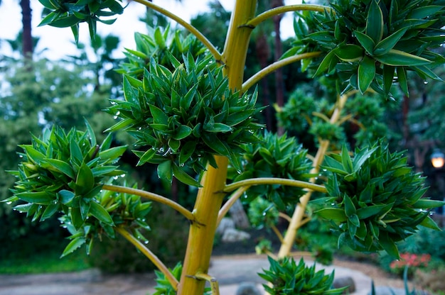 Closeup rare thorn tree blossom tree