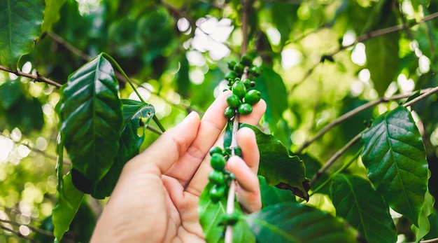 Closeup raw green arabica coffee berries with agriculturist handscoffee plant and coffee leaves