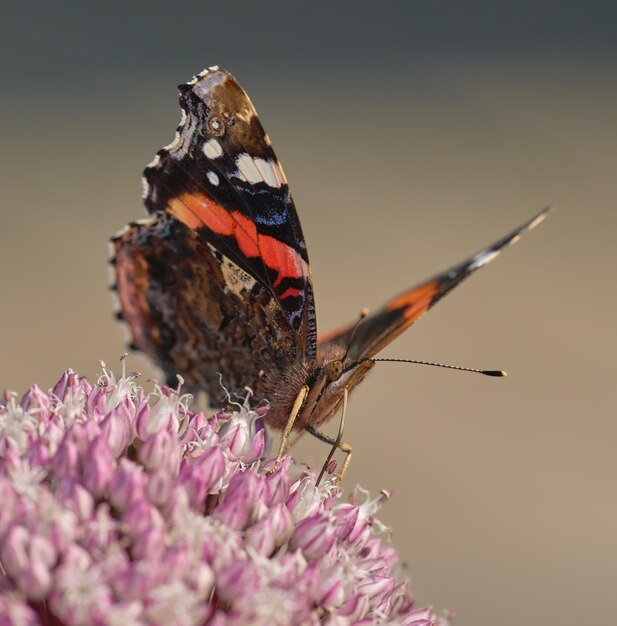 Closeup of a Red Admiral butterfly pollinating a flowing in summer Beautiful colorful insect living in nature landing on a flower during a sunny day with its wings open in an organic garden or field